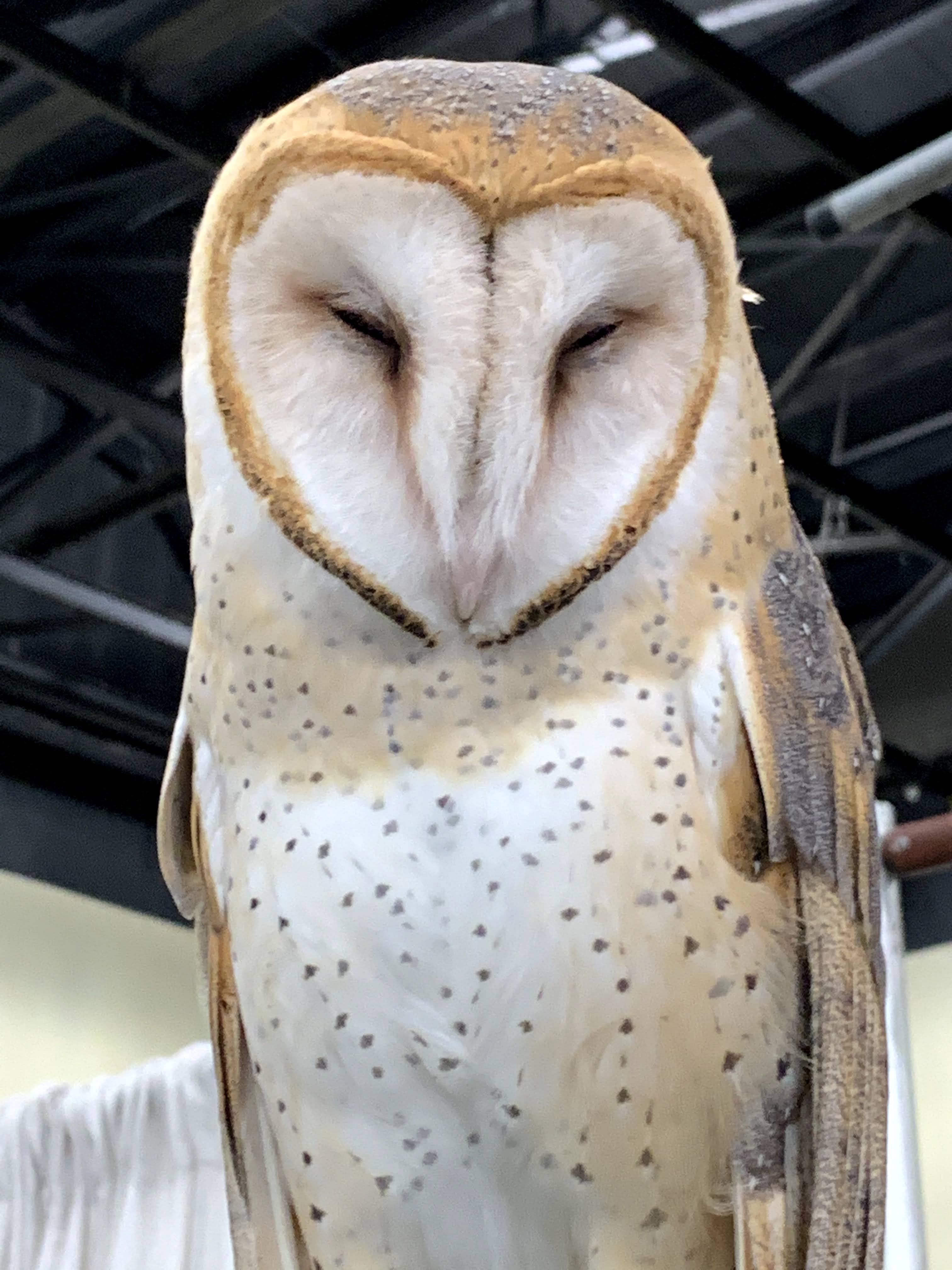 Barn Owl